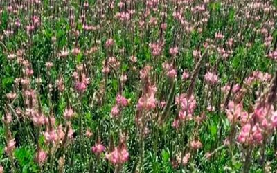 Sainfoin, una leguminosa que se comporta muy bien en escenarios desafiantes