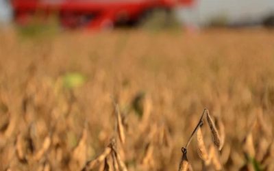 Soja: Una oferta mundial récord y una menor demanda le quitan expectativa a una mejora en el precio
