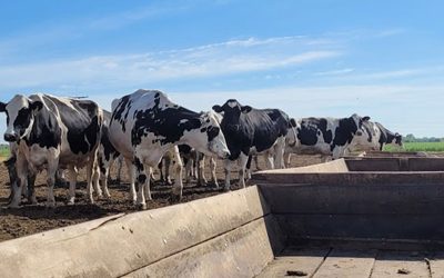 En los tambos preocupa el posible atraso en la siembra de verdeos y pasturas a falta de lluvias