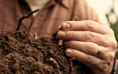 Balance de Carbono: ¿Cuál es el impacto del agro argentino en el cambio climático?