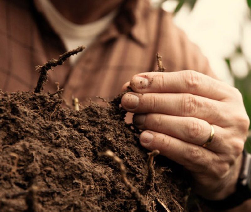 Balance de Carbono: ¿Cuál es el impacto del agro argentino en el cambio climático?