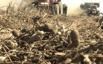 Maní, cerdo y tabaco, las producciones “mejor paradas” en el actual contexto agroeconómico