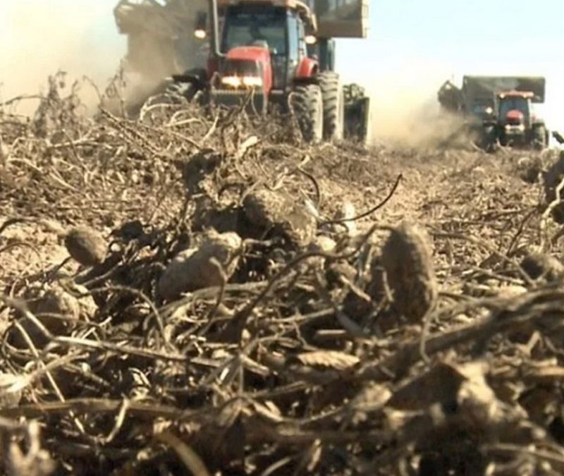Maní, cerdo y tabaco, las producciones “mejor paradas” en el actual contexto agroeconómico