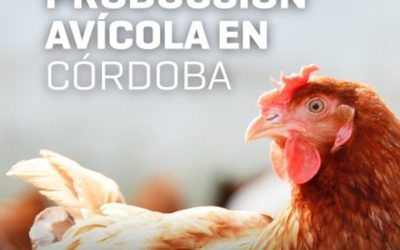 Producción avícola en Córdoba: nuevo mapa con todos los datos