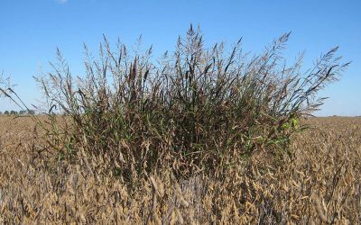 Malezas: anuncian un importante avance a nivel global para el combate de gramíneas resistentes
