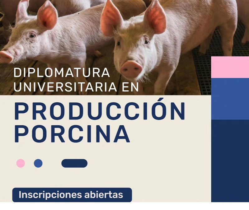 Llega una nueva edición de la Diplomatura Universitaria en Producción Porcina