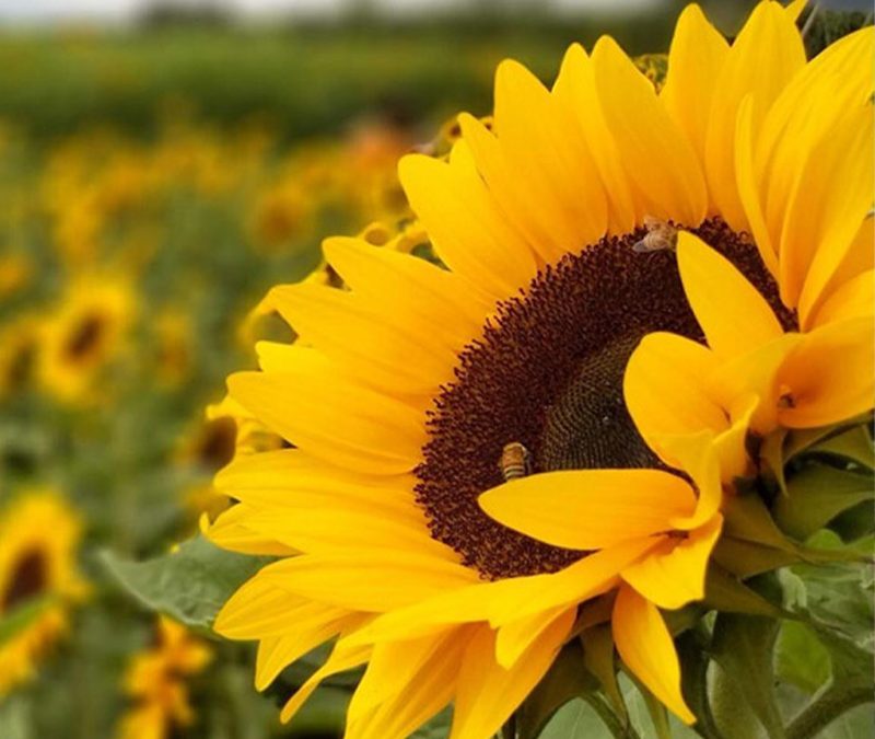 Con buenos perfiles y una ventana optima de siembra, la campaña girasolera arranca con el pie derecho