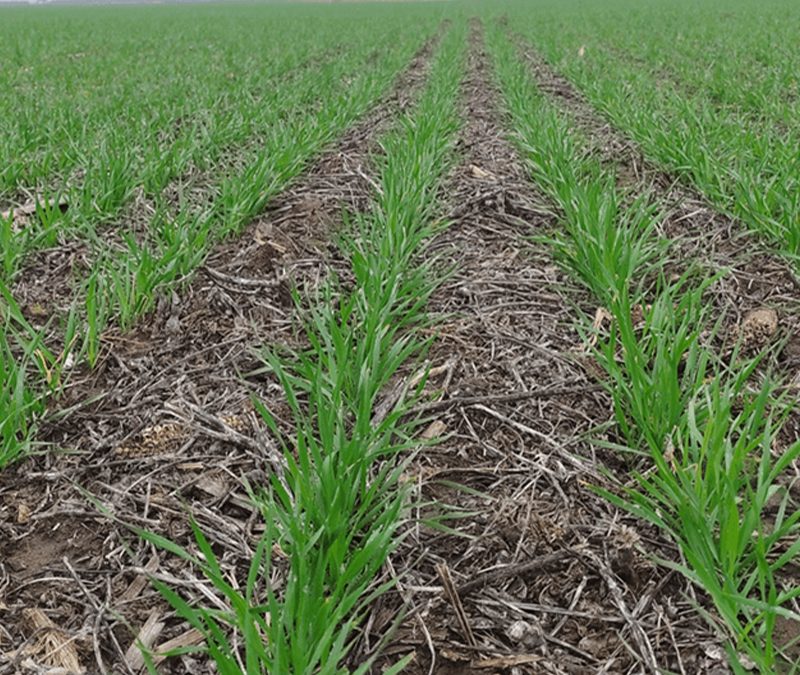 Finalizó la siembra de trigo y hay altas expectativas: “Los lotes arrancan palabras de aliento y alegría”