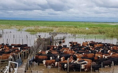 Inundaciones: Reclaman medidas urgentes para el centro de Buenos Aires, donde estiman 1.000.000 de hectáreas anegadas