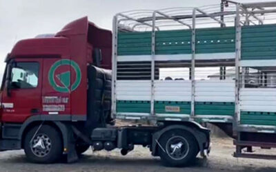 El Senasa habilitó los transportes “bitren” y multiespecie para animales vivos y productos de origen animal