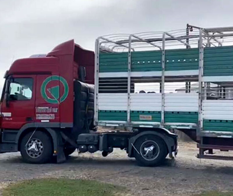 El Senasa habilitó los transportes “bitren” y multiespecie para animales vivos y productos de origen animal