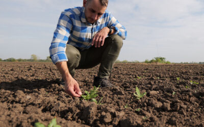 CultiWise: La nueva IA permite a los agricultores entrenar el reconocimiento de malezas en tiempo real