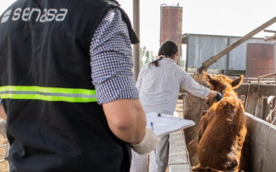 Aftosa: Senasa modifica el plan de vacunación y se dejará de inocular a vaquillonas, novillos, novillitos y toritos