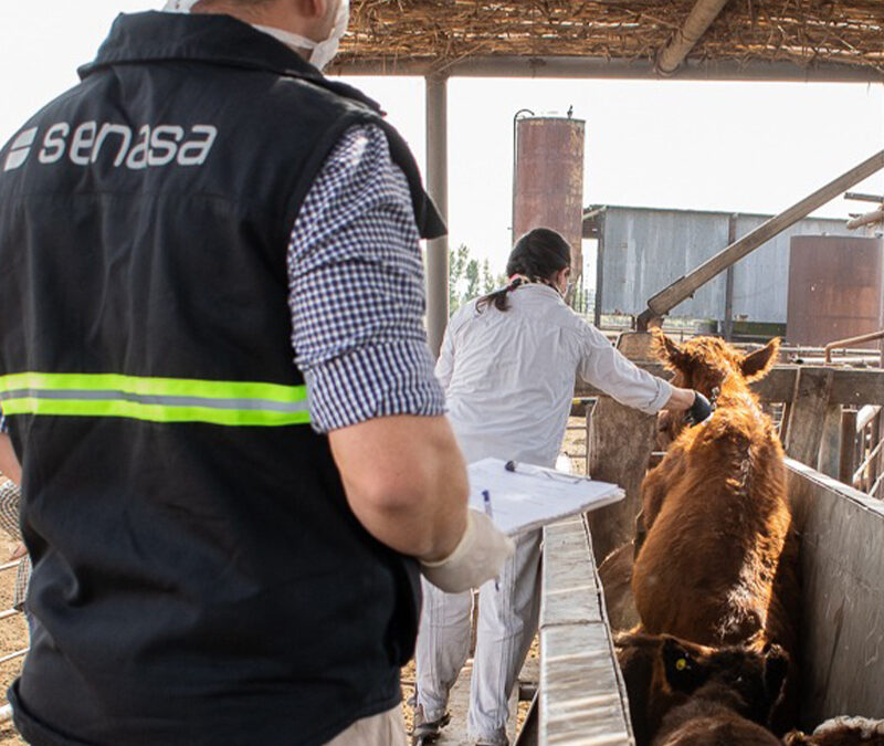 Aftosa: Senasa modifica el plan de vacunación y se dejará de inocular a vaquillonas, novillos, novillitos y toritos