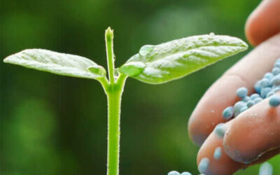 El mercado de fertilizantes en Argentina y el mundo