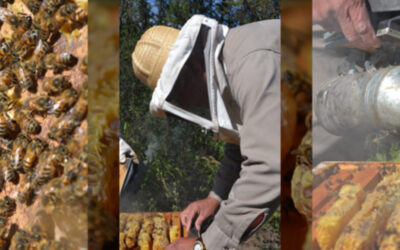Finalizó el proceso de desempate de las elecciones del Consejo Asesor Apícola
