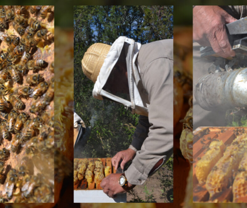 Finalizó el proceso de desempate de las elecciones del Consejo Asesor Apícola