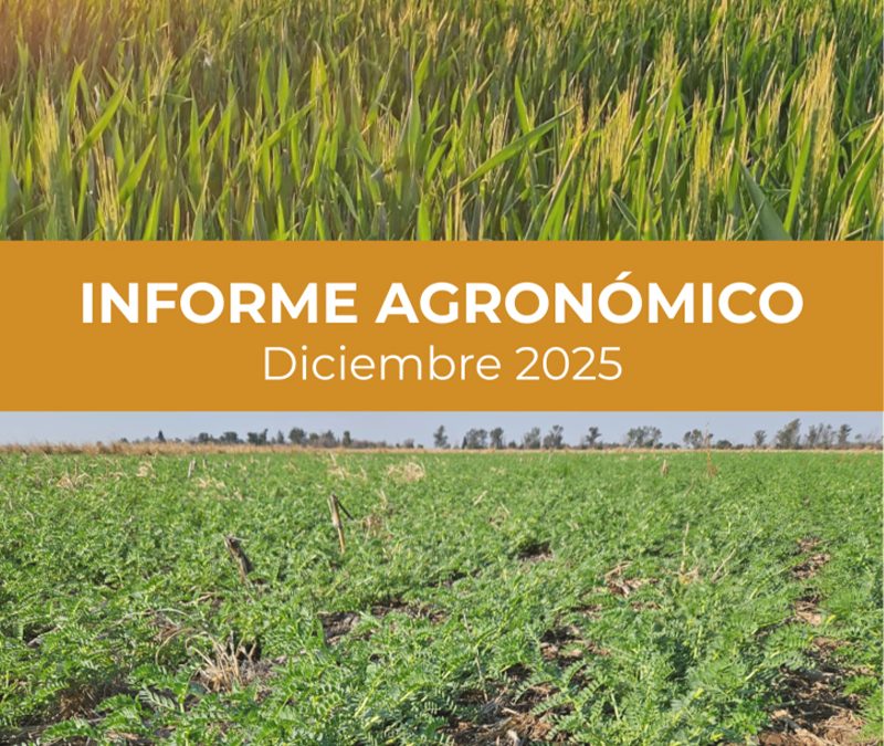 Córdoba. El avance de cosecha consolida el récord de trigo con desafíos en la calidad
