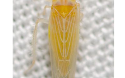 31° informe sobre red nacional de monitoreo de Dalbulus Maidis