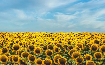 Girasol y Maní lideran la siembra en un inicio de campaña con escenario climático desafiante