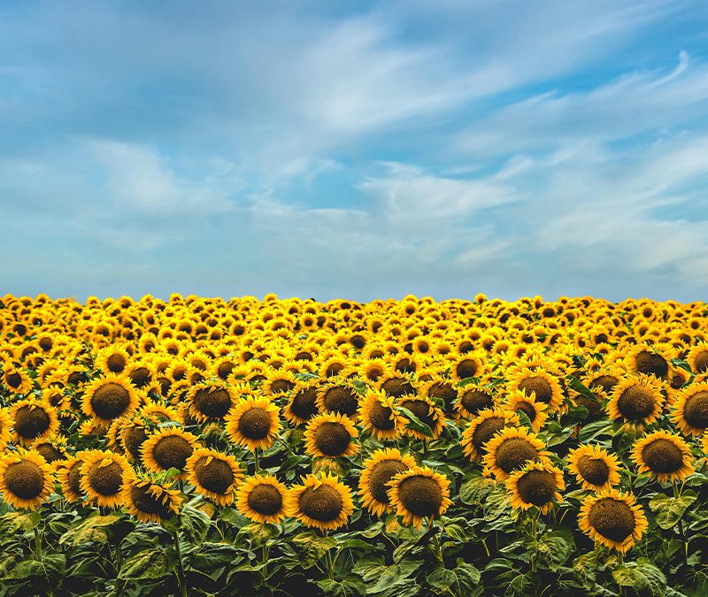 Girasol y Maní lideran la siembra en un inicio de campaña con escenario climático desafiante