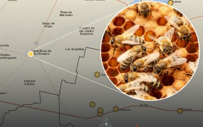 Producción apícola, el nuevo mapa de Ganadería