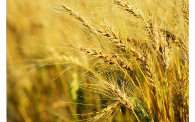Informe Preliminar de Calidad de Trigo: Campaña 2025/2026