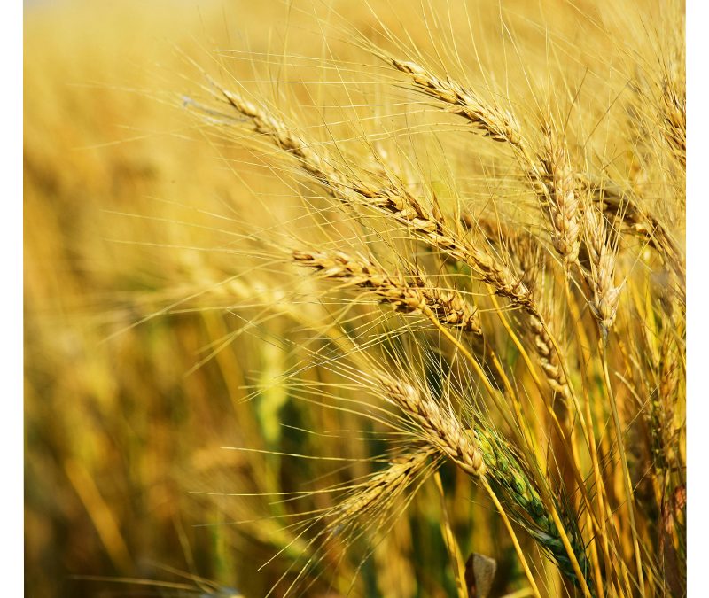 Informe Preliminar de Calidad de Trigo: Campaña 2025/2026