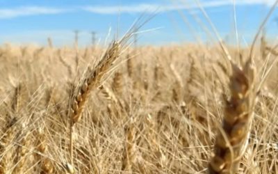 Ya están disponibles los primeros datos sobre la calidad del trigo en la campaña 2025/26