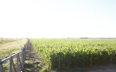 Seguro Multirriesgo Agrícola: se extiende el plazo hasta el 17 de enero
