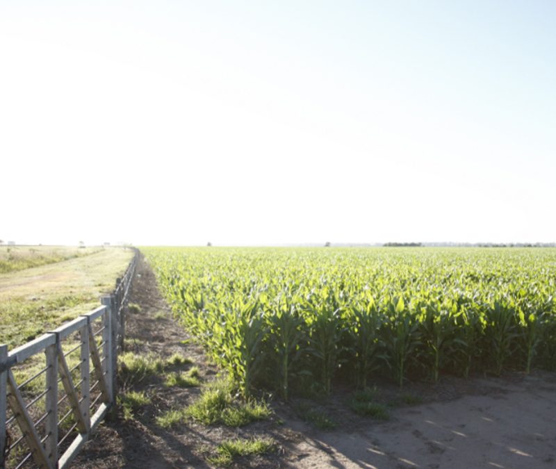 Seguro Multirriesgo Agrícola: se extiende el plazo hasta el 17 de enero