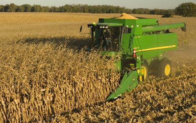 El precio del maíz continúa exhibiendo una gran solidez frente a un panorama local desafiante