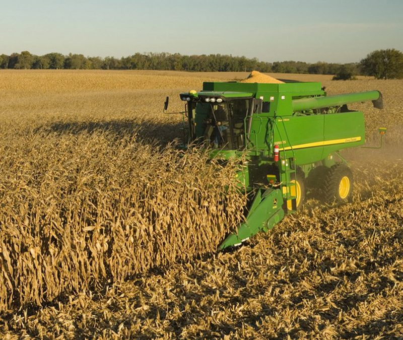 El precio del maíz continúa exhibiendo una gran solidez frente a un panorama local desafiante