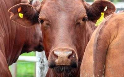 La invernada se mantiene firme por una oferta acotada