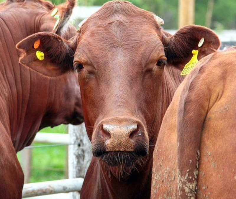 La invernada se mantiene firme por una oferta acotada