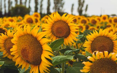 Córdoba. Finalizó la siembra estival y arrancó la cosecha de girasol con números alentadores