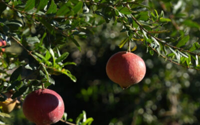 Córdoba concreta su primer embarque aéreo de granadas con destino a Rotterdam