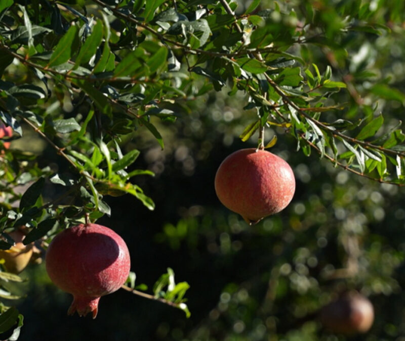 Córdoba concreta su primer embarque aéreo de granadas con destino a Rotterdam