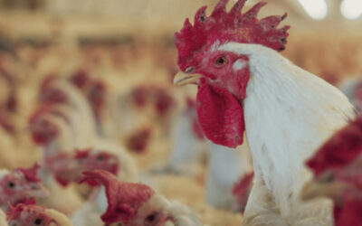 Volvió la gripe aviar y otra vez se suspenden exportaciones de pollos y huevos a algunos países