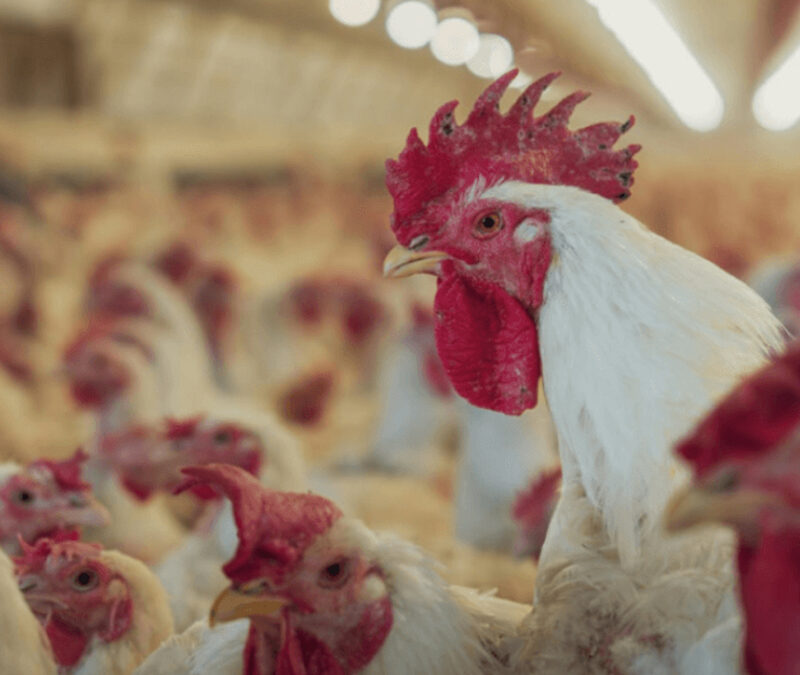 Volvió la gripe aviar y otra vez se suspenden exportaciones de pollos y huevos a algunos países