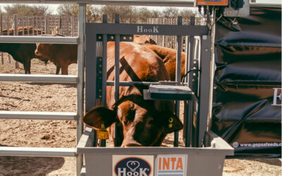 Están abiertas las inscripciones para la 2da. Cohorte de la Diplomatura Universitaria de Formación Continua en Producción Bovina