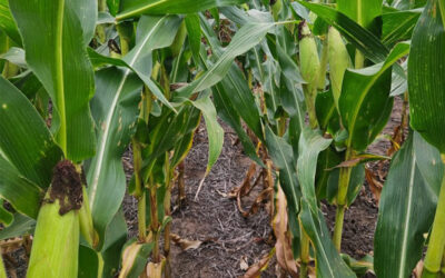 La Expo Ganadera del Centro lanzó su segunda edición en Expoagro. Los días 17 y 18 de septiembre en el Centro de Convenciones Córdoba.