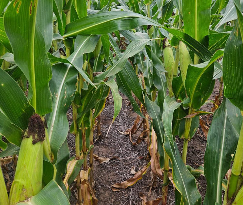 La Expo Ganadera del Centro lanzó su segunda edición en Expoagro. Los días 17 y 18 de septiembre en el Centro de Convenciones Córdoba.