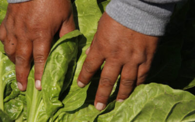 La Huerta en Tu Hogar: Comienza la entrega de semillas de la temporada otoño-invierno