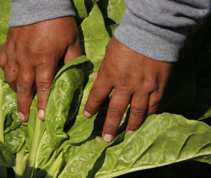 La Huerta en Tu Hogar: Comienza la entrega de semillas de la temporada otoño-invierno