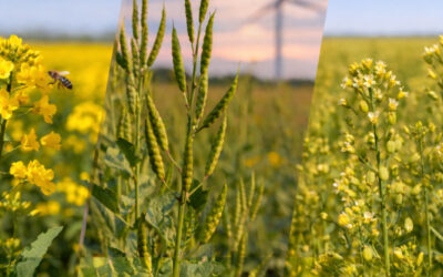 Crucíferas: una alternativa invernal