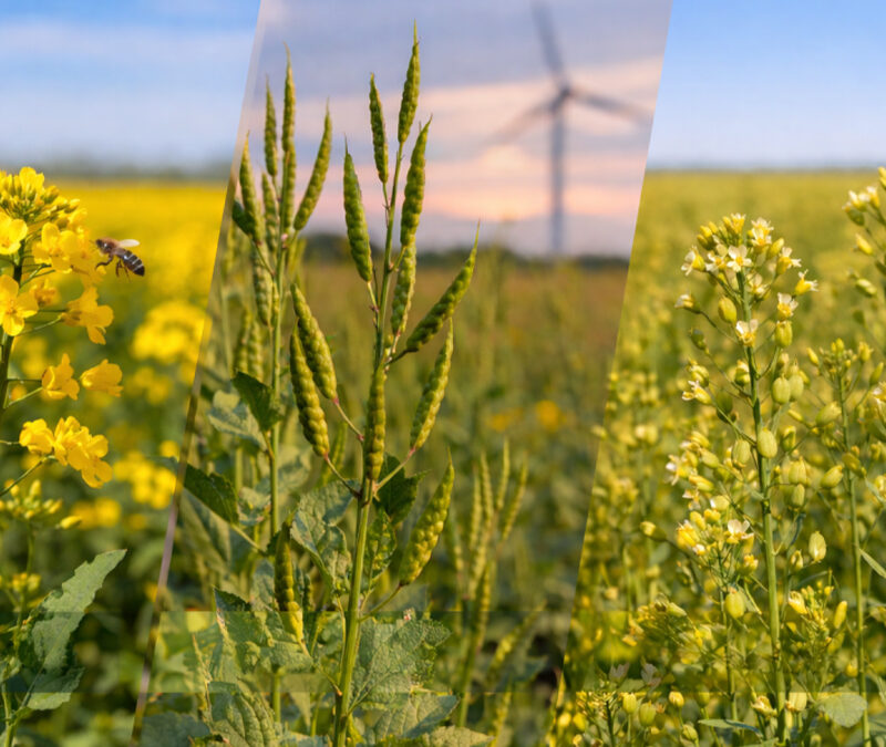 Crucíferas: una alternativa invernal