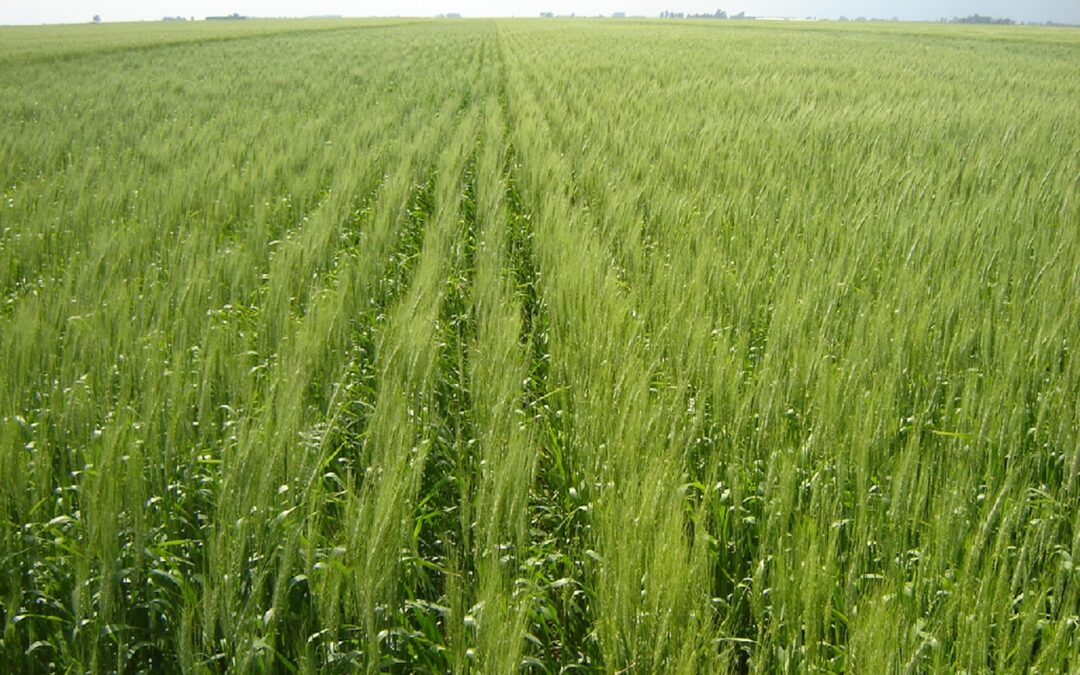 La actividad agropecuaria alcanzó un nuevo máximo impulsada por la producción primaria.