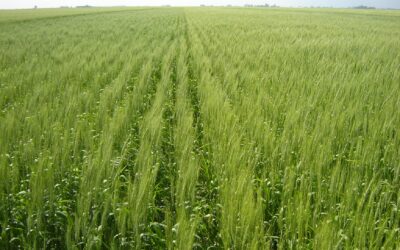 La actividad agropecuaria alcanzó un nuevo máximo impulsada por la producción primaria.