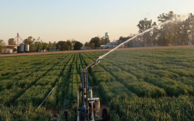 Agua, fósforo y nitrógeno: las claves para planificar el trigo 2026/27